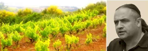 Foto von Rebstöcken im Penedes Albet I Noya