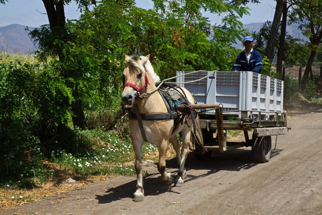 Ein Fjordpony zieht einen Erntewagen bei Odfjell Vinejards