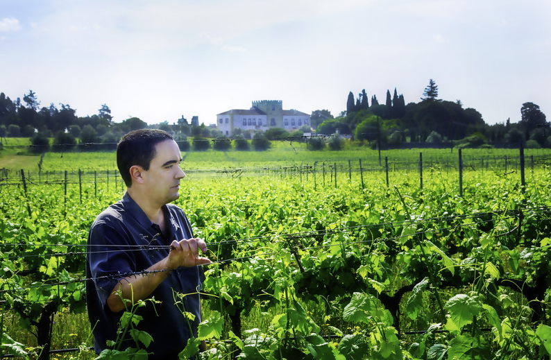 mehrere Reihen Reben von Amoreira da Torre