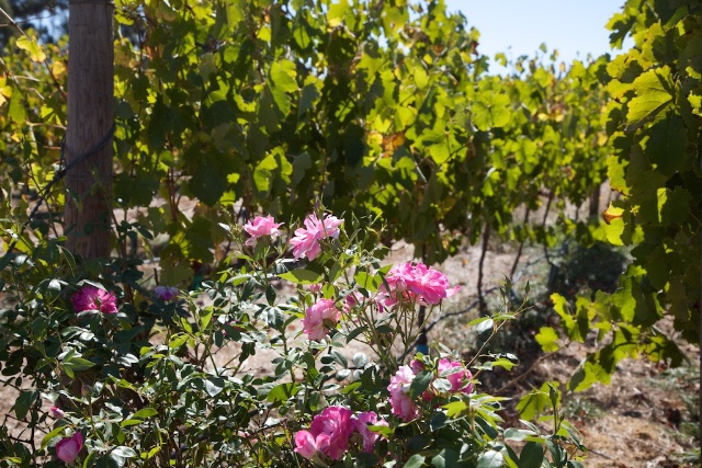 Ein Blick in die Weinberge des Weingutes Lazanou mit Rosen im Vordergrund