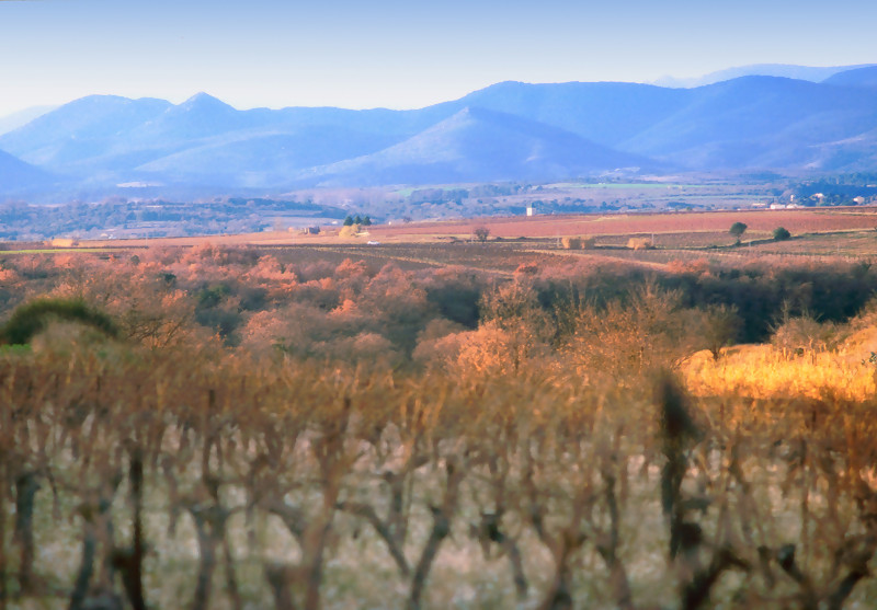 Ein Blick auf die Weinberge