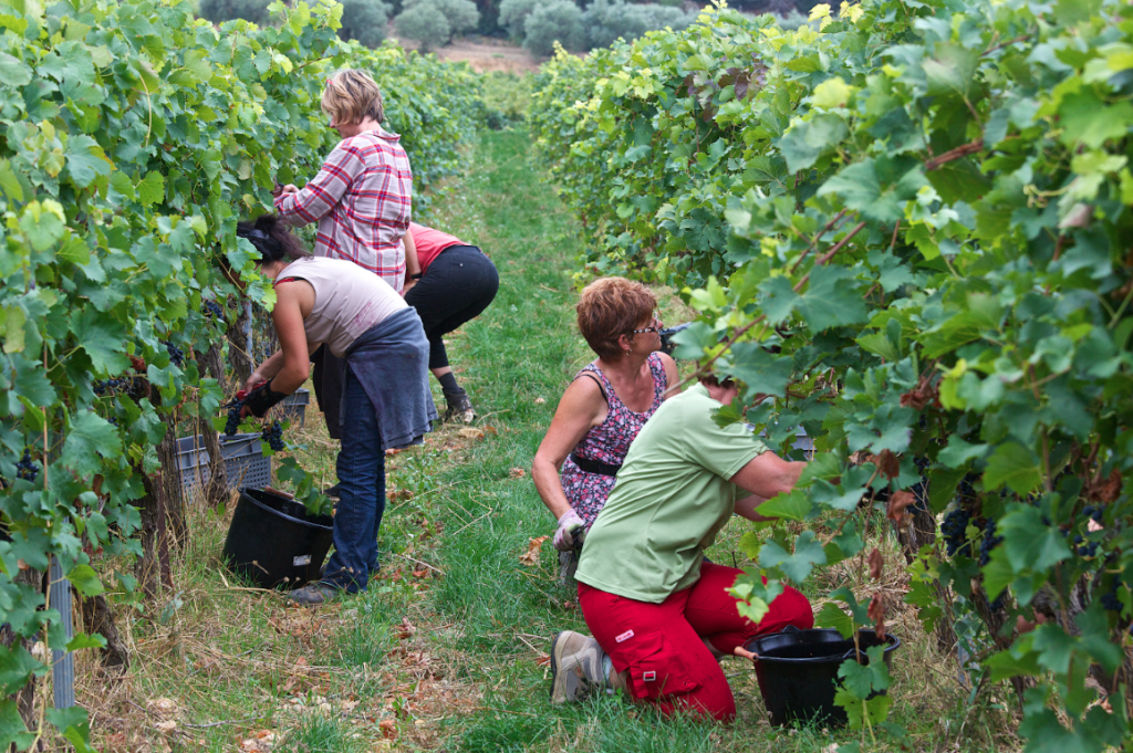 Menschen bei der Weinlese