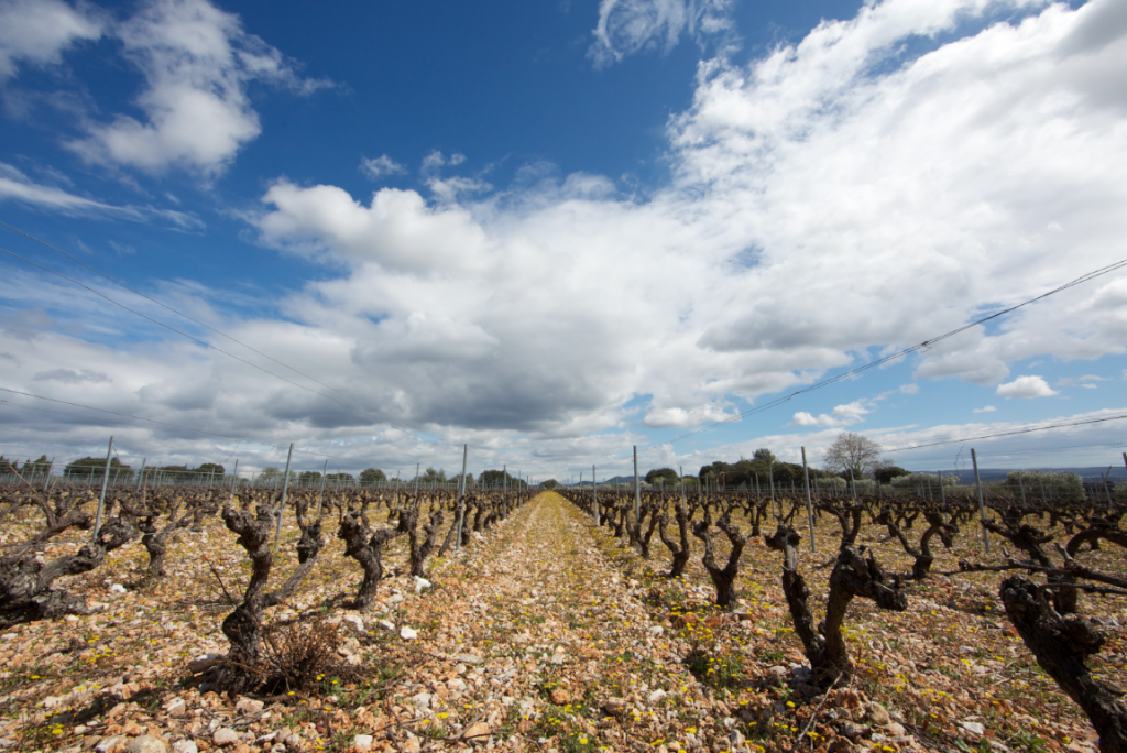Reihen von Weinreben noch ohne Blätter