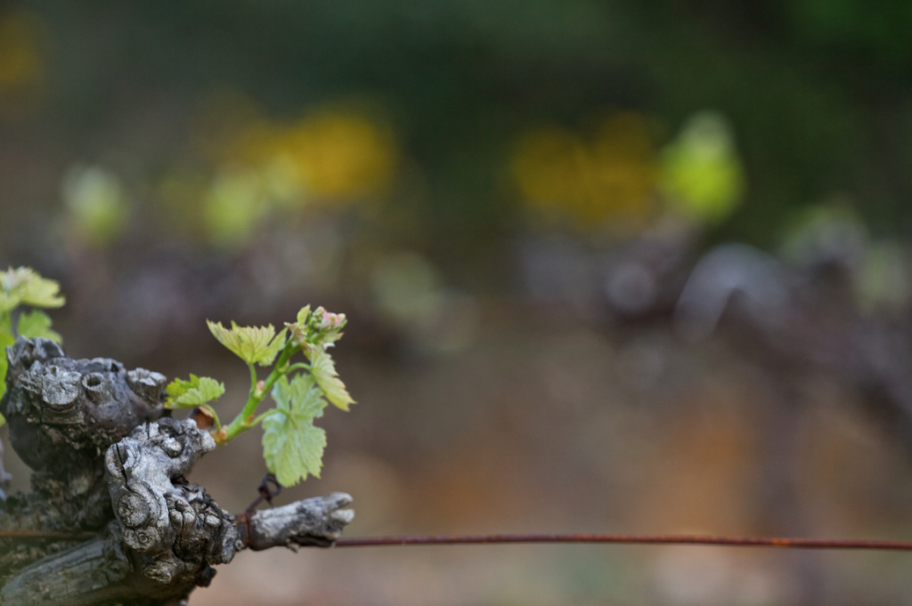 neu austreibende Rebstöcke