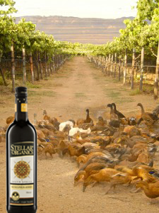 eine Flasche Shiraz ohne SO2 Zusatz und Laufenten im Weinberg