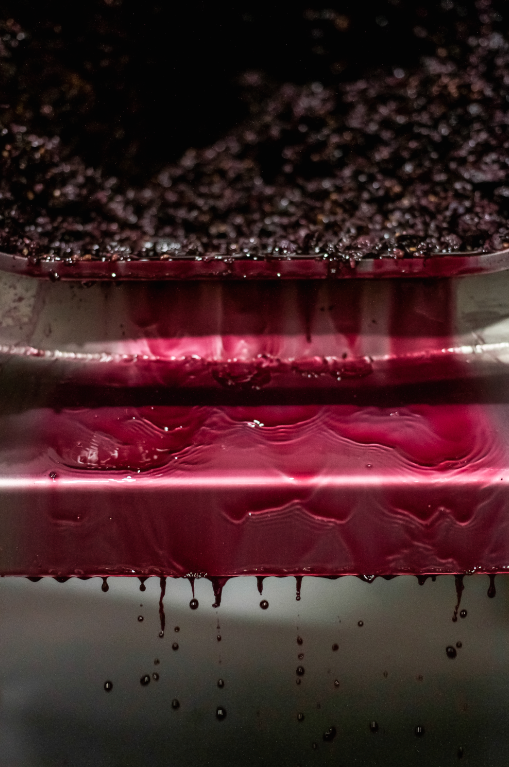 gespresste Trauben in einem Stahltank