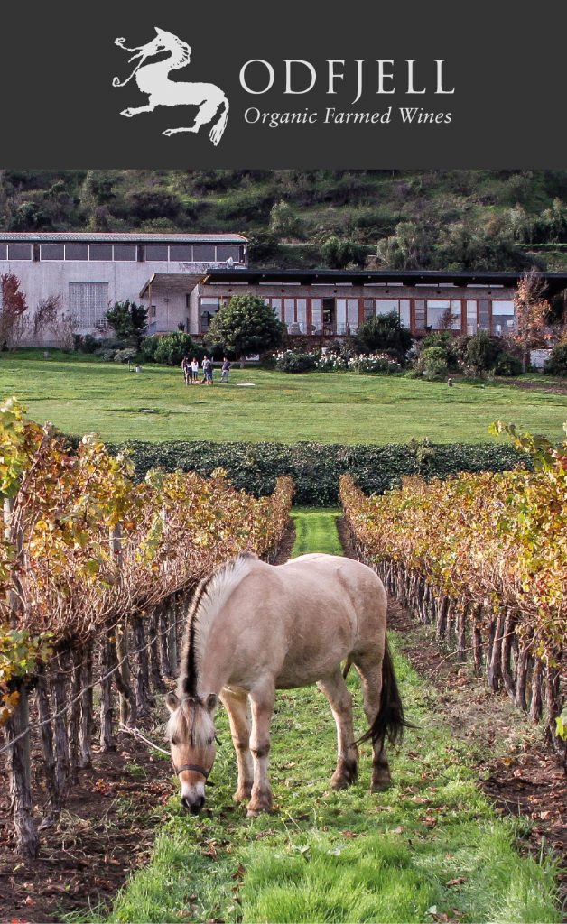 Fjordpony im Weinber Odfjell